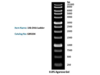 1Kb DNA Ladder DNA Marker for DNA RNA Agarose Gel Electrophoresis, 1ml/Vial, 200x loads