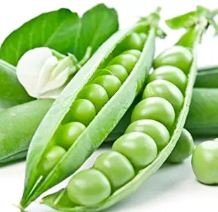 Little Marvel Pea Seeds, 50+ Premium Heirloom Seeds, Fantastic Addition to Your Home Garden!, (Isla's Garden Seeds), Non GMO Organic, 85-90% Germination Rates, Highest Quality Seeds