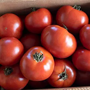 David's Garden Seeds Tomato Slicing Wisconsin 55 4422 (Red) 25 Non-GMO, Heirloom Seeds